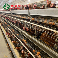 Nouveau modèle de ferme avicole de gros système d'élevage de cages pour poules pondeuses pour ferme d'élevage de volailles