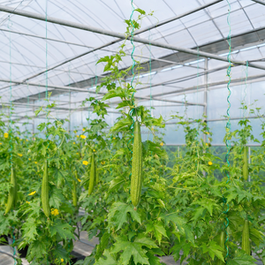 Fil <span class=keywords><strong>de</strong></span> suspension pour semis résistant à la traction à prix compétitif pour l'agriculture en serre, durée <span class=keywords><strong>de</strong></span> vie <span class=keywords><strong>de</strong></span> 3 ans, résistance à la rupture <span class=keywords><strong>de</strong></span> 50 kg, PP - Product Image 5