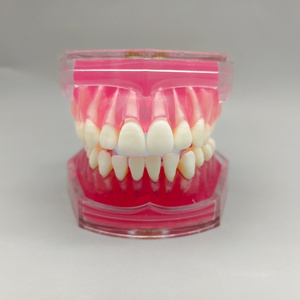 Werks rabatt Weiches Silikon Adult Full Mouth Abnehmbares Zahn modell für medizinische und pädagogische Zwecke - Product Image 6