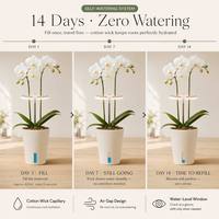 Coffret Cadeau Plante d'Orchidée avec Lampe de Croissance et Pot Intelligent Auto-Arrosant – Boîte Cadeau de Noël pour Plantes d'Intérieur – Vente en Gros Personnalisable