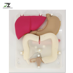 Modelo de Órgano de Silicona para Entrenamiento Laparoscópico en Ciencias Médicas, Simulación y Enseñanza - Product Image 2