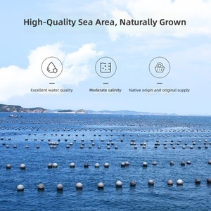 Daun Wakame Kering Alami Premium dengan Nutrisi Tinggi untuk Bahan Makanan Sehat untuk Masakan Asia Sebagai Eksportir Rumput Laut