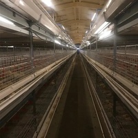 Cage automatique de couche de batterie à 4 niveaux de type H nouvelle conception d'équipement de ferme avicole efficace pour l'élevage de poulets et d'animaux