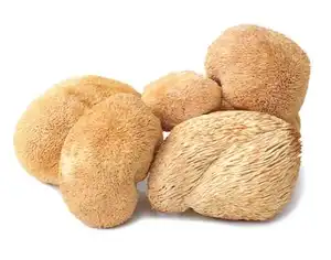 批发散装多糖15%-25% 猴头菇提取物粉末狮子鬃毛蘑菇提取物