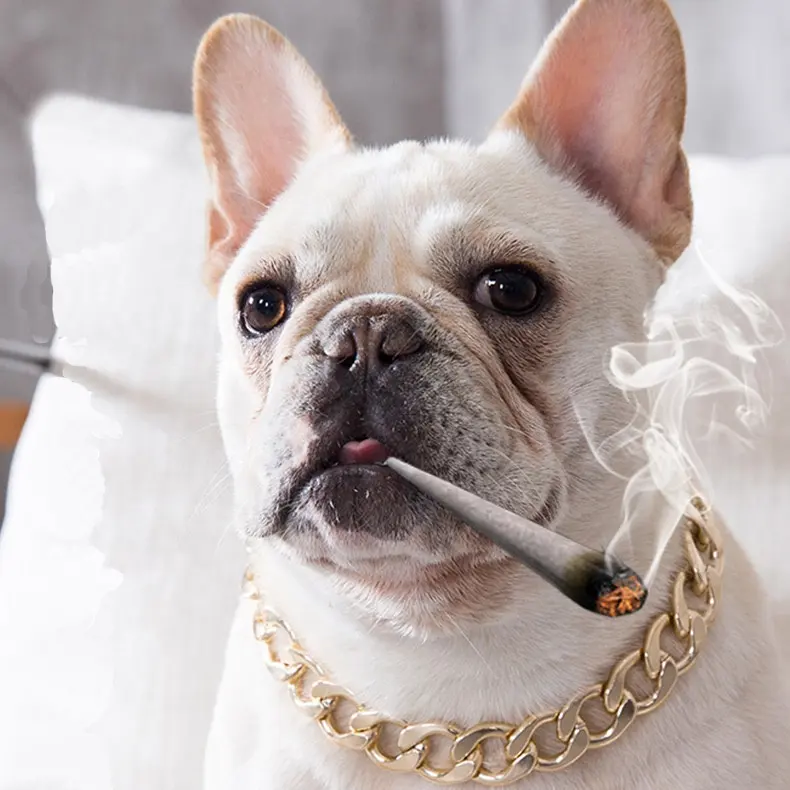 Köpek Metal büyük altın zincir Pet moda aksesuarları Bulldog yaka küçük orta köpek pet kolye