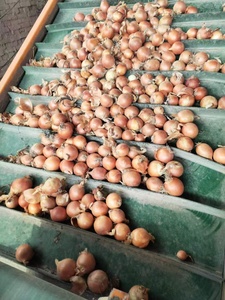 Oignons frais naturels jaunes / rouges à peau, qualité supérieure, fournisseur d'oignons frais, marque optimale, <span class=keywords><strong>prix</strong></span> de gros d'usine, exportateur - Product Image 2