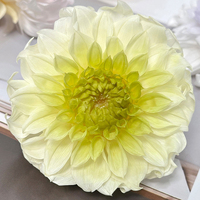Natuurlijk geconserveerd Dahia-gaaswerk, echte gedroogde bloemdecoratie voor tafelarrangementen, herdenkingsceremonie, huisdecoratie