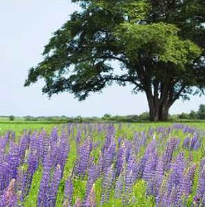 Bolsa de paquete de cerdas de flores de verano sin fin, flores de sucesión perennes, cerdas mixtas para plantar en primavera y otoño, atrae pisos - Product Image 1