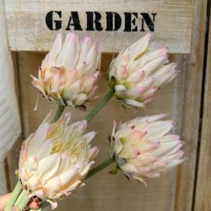 Fiore Artificiale Protea Gigante Realistico a Stelo Singolo da 63cm per Decorazione di Casa, Soggiorno e Hotel - Product Image 3