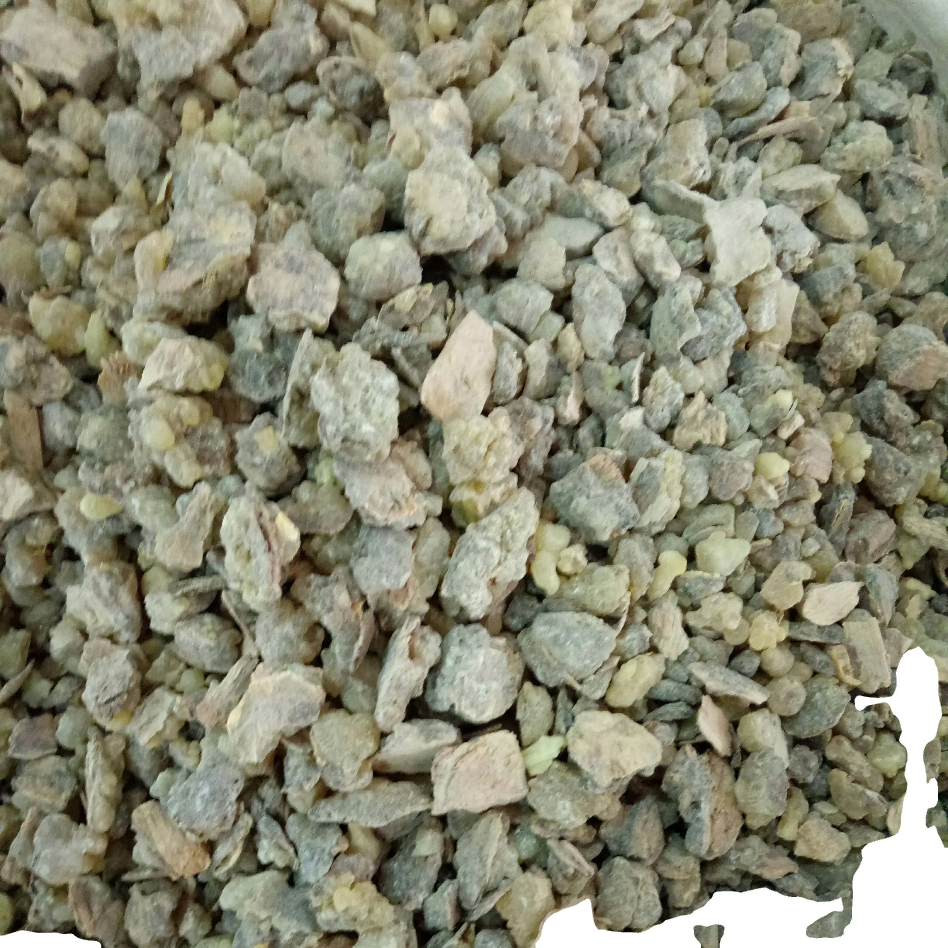 Natural aromatic resin used in incense and perfumes Boswellia sacra tree gum resin