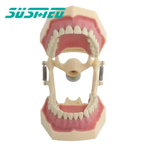 İnsan diş ve diş etleri 3D modeli diş hekimi eğitim çalışması öğretim eğitim diş modelleri