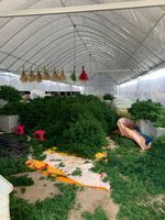 G161 penjual bunga hias diawetkan Ming bunga hias dekorasi rumah bunga hias lainnya dan tanaman Asparagus Myrioeladus