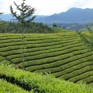 Té gris Earl desayuno inglés negro bergamota limón para el mercado europeo - Product Image 4
