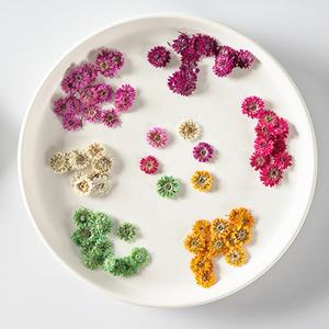 Venta al por mayor de flores secas prensadas Anaphalis <span class=keywords><strong>Sinica</strong></span> flor prensada para DIY funda de teléfono resina Nail Art joyería postal Decoración - Product Image 1
