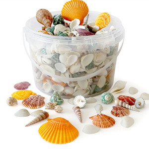 Conchiglie Marine Naturali Eco-Friendly in Materiale Organico con Campione Gratuito per Artigianato, Decorazioni per la Casa e Regali 150g - Product Image 4