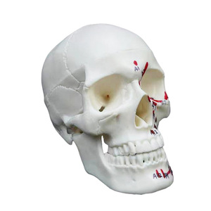 Mini modelo de cráneo blanco 1/2 con puntos de anclaje muscular - Herramienta educativa de anatomía - Product Image 4