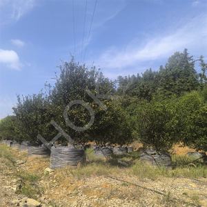 HOKBG, venta al por mayor, barato, <span class=keywords><strong>100</strong></span> galones, 400 <span class=keywords><strong>litros</strong></span>, 90x65cm, <span class=keywords><strong>maceta</strong></span> de plástico negro, jardín al aire libre, flor, vivero, bolsa de cultivo de plantas para mandarina - Product Image 3