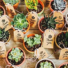 Confezione da 10 Mini vaso di Terracotta all'ingrosso con piattini vaso <span class=keywords><strong>per</strong></span> <span class=keywords><strong>piante</strong></span> succulente vaso di fiori in ceramica <span class=keywords><strong>per</strong></span> la decorazione domestica del giardino - Product Image 4