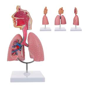 Modèle du système respiratoire humain KyrenMed 1/2 grandeur nature, tête humaine, larynx, poumon, trachée, organes du système respiratoire avec support - Product Image 1