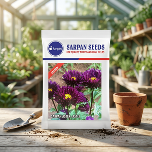 Graines SARPAN HYBRID ASTER-AST-3 10g Violet - Product Image 3