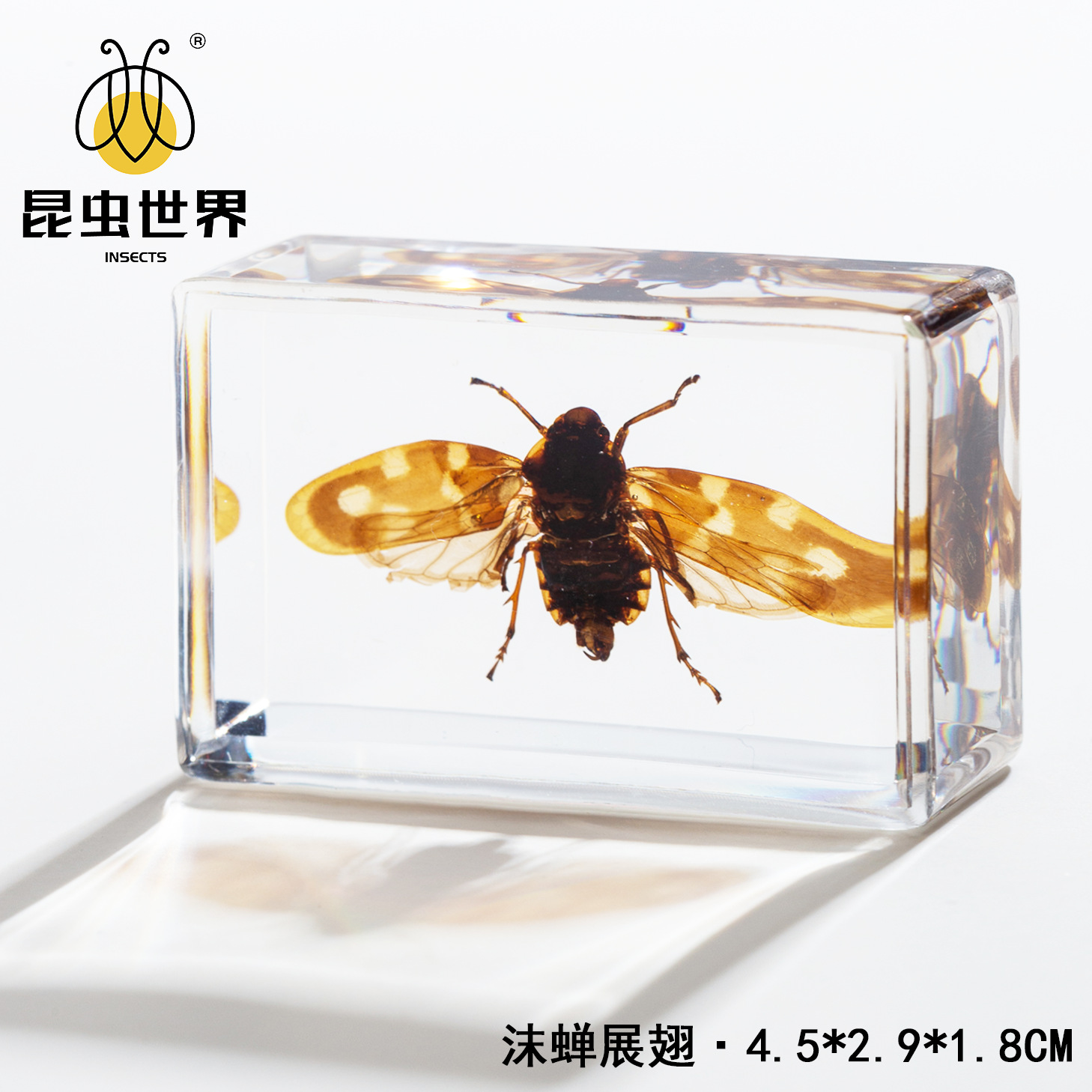 frothy cicada wings-452918cm