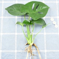 Tanaman Hidroponik Philodendron Monstera Dragon Scale Hiasan Dalam Ruangan Mudah Dirawat Tanaman Cantik untuk Kehidupan Sehari-hari