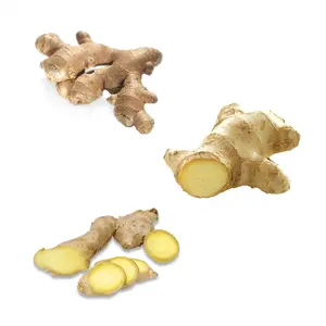 Factory Supplier Fresh Ginger Air Dry Ginger From China Ginger Farm Trade