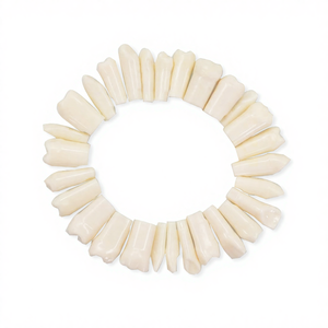 Ersatz-Zahnmodell zum Einschrauben, Individuelles Typodont für Übungszwecke, Nissin <span class=keywords><strong>Frasaco</strong></span> - Product Image 3