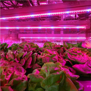 Tube LED de culture <span class=keywords><strong>pour</strong></span> plantes verticales d'intérieur, spectre complet 10w 20w 32w, T8 <span class=keywords><strong>T5</strong></span> 4ft, avec indice d'étanchéité IP65 - Product Image 3