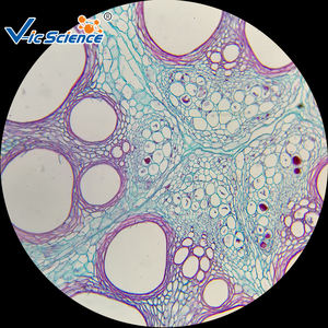 مجموعة موارد التدريس النباتية من الشرائح الزجاجية المعدة لاستخدام الفصول الدراسية في المدارس الإعدادية - Product Image 6
