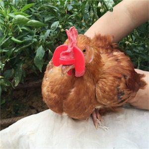 Lunettes anti-picage et anti-violence pour poulets, pigeons et faisans – Lunettes <span class=keywords><strong>de</strong></span> protection pour volailles sans boulons - Product Image 6