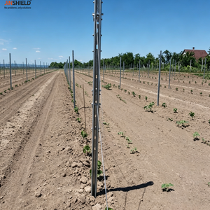 Poste <span class=keywords><strong>de</strong></span> metal galvanizado en caliente <span class=keywords><strong>para</strong></span> viñedo, <span class=keywords><strong>para</strong></span> sistema <span class=keywords><strong>de</strong></span> soporte <span class=keywords><strong>de</strong></span> alambre en viñedos - Product Image 5