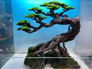 ベトナム装飾流木盆栽水族館流木品質製品水族館生きている植物 - Product Image 4