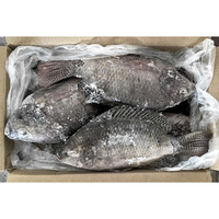 Poisson Tilapia Entier Congelé 100-800g Exportation vers l'Afrique, le Moyen-Orient et l'Asie du Sud-Est Fruits de Mer Congelés en Gros