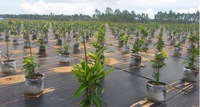 Fabrication de rouleau de tissu tissé en PP couvre-sol noir pour l'aménagement paysager tapis de contrôle des mauvaises herbes avec service de coupe