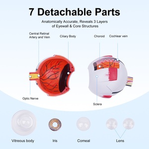 Modelo Anatómico de Ojo TB-01 para Entrenamiento y Demostración Oftalmológica, Marca Innovue Opto, Material ABS, 1 Año de Garantía - Product Image 4