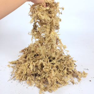 Musgo Sphagnum Seco a Granel - Marca MUSCHIO, Alta Calidad, Estilo Moderno, Tierra para Macetas y Hábitat Fúngico para Plantas Carnívoras, Jardinería - Product Image 3