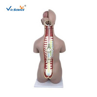 Modèle de torse de mannequin médical 85 cm, modèle de torse humain double sexe, 33 pièces, modèle anatomique de torse