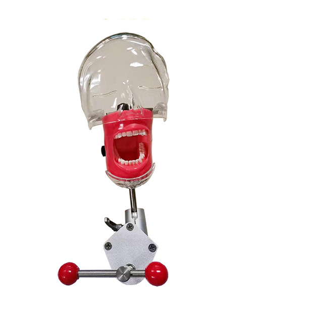 Медицинское оборудование, Стоматологическая модель головы Phantom, человеческое тело, стоматологический школьный обучающий симулятор