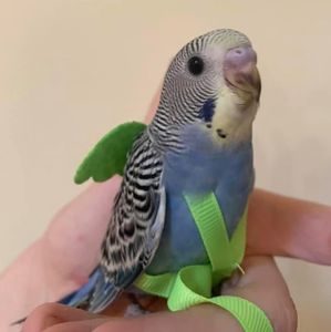 Mascota loro pájaro arnés correa ajustable pájaro vuelo arnés cuerda de tracción con lindo ala para loros - Product Image 3