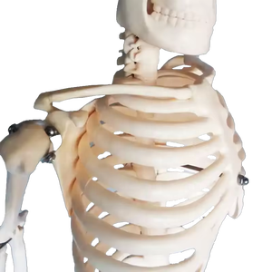 Modelo de Esqueleto Humano de 85 cm, Recurso Didáctico para la Anatomía del Cuerpo Humano - Product Image 4