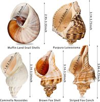 5PCS Extra Large Coquilles De Crabe Ermite Conque De Mer Naturelle Taille 3 " - 4.7" Taille D'ouverture 1.6" - 2.7" Coquillages Turbo pour Crabe Ermite