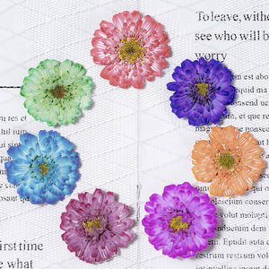Paquete Floral prensado de manzanilla de doble flor <span class=keywords><strong>Real</strong></span> para manualidades de jardín de infantes, funda de teléfono de resina, fabricación de velas DIY - Product Image 1