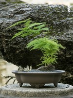 Pot Bunga Resin Desain Minimalis Rustic Sederhana Bentuk Teratai Tiga Kaki Wadah Dangkal Pengontrol Akar Pot Meja Besar