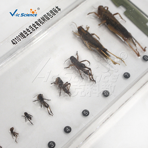 Especímen transparente de Plastomount del ciclo de vida del locustino, muestra de insecto real para estudio de laboratorio biológico CE/ISO/ROHS/CNAS - Product Image 3