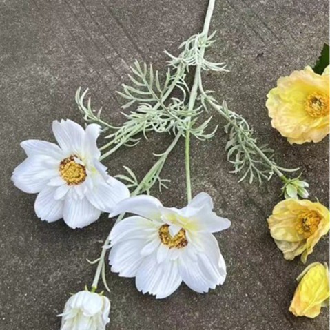 Grand kaki blanc de la reine