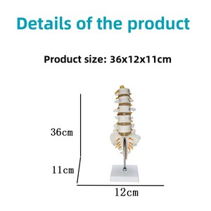 Modelo de Esqueleto Humano MAXCARE MAC-YJ111 de Alta Calidad al por Mayor, Columna Lumbar de 5 Secciones, Flexible y Desmontable, con Nervios, para Escuelas de Medicina - Product Image 3