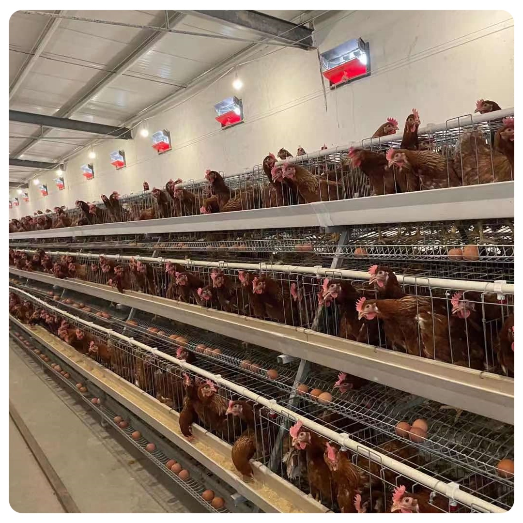 Modern High Egg Production and High Quality Hot-dip Galvanized a Type Hen Cage