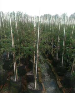 Poteau de support en FRP résistant aux UV pour tomates/plantes/arbres de pépinière agricole - Product Image 5