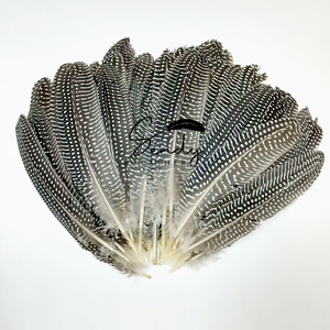 Pluma <span class=keywords><strong>de</strong></span> Gallo <span class=keywords><strong>de</strong></span> Guinea Natural <span class=keywords><strong>de</strong></span> 15-20 cm, <span class=keywords><strong>de</strong></span> Alta Calidad y al <span class=keywords><strong>Precio</strong></span> Más Bajo, Venta al Por Mayor, Fabricante Chino - Product Image 5